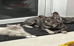 Siberian cats for sale: Pure Neva Masquerade Siberian - Image 5