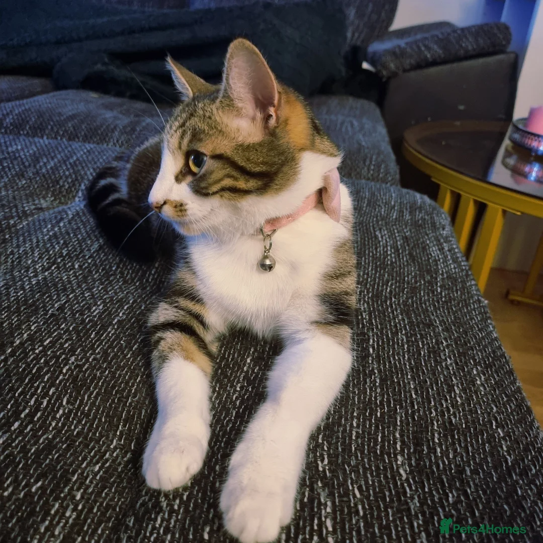Mixed Breed cats for sale: Lovely kittens available  in Rugby - Advert 2
