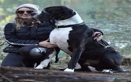 Great Dane dogs for stud: OPEN FOR STUD Stunning Apollo in Bathgate - Image 21
