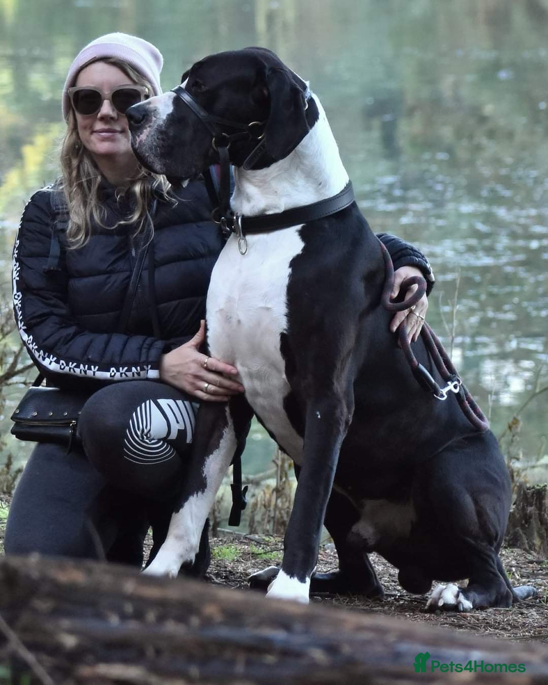 Great Dane dogs for stud: OPEN FOR STUD Stunning Apollo in Bathgate - Image 21
