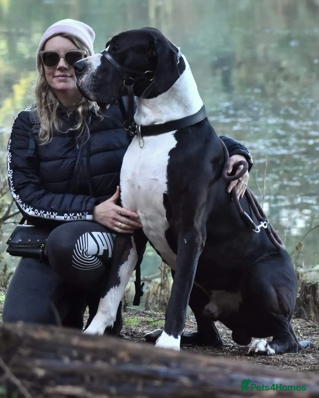 Great Dane dogs for stud: OPEN FOR STUD Stunning Apollo in Bathgate - Advert 21