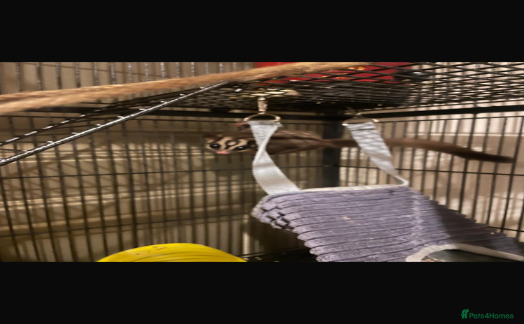 Sugar Glider rodents - Advert 1