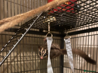Sugar Glider rodents - Advert 33