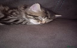 Mixed Breed cats for sale: Kittens  - Image 5