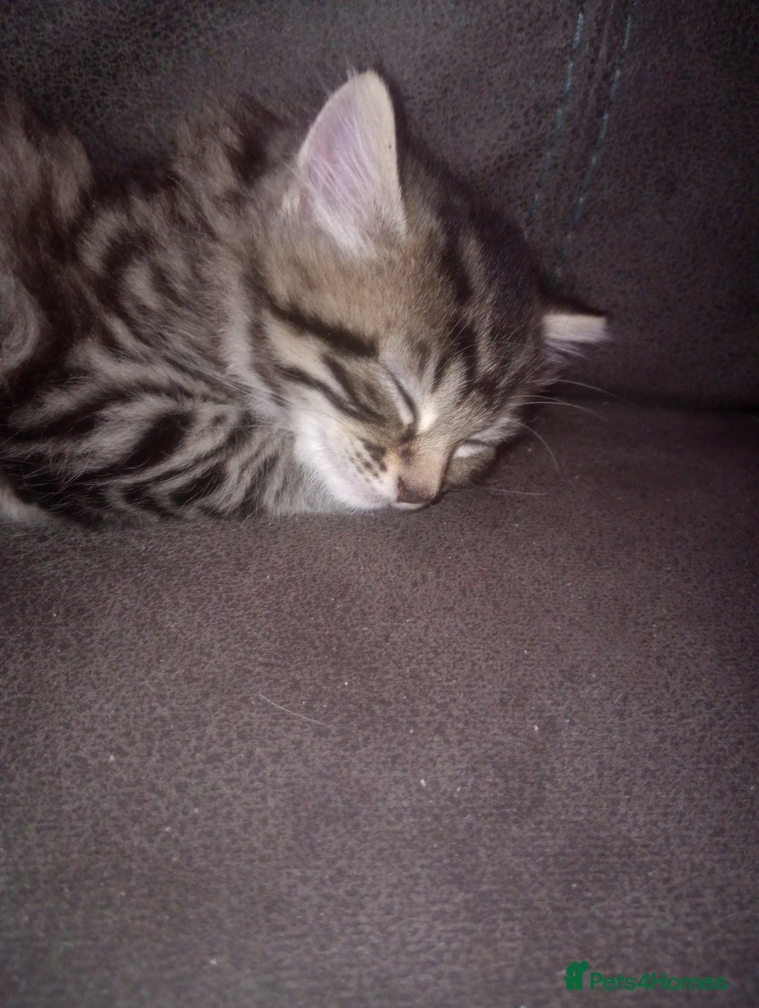 Mixed Breed cats for sale: Kittens  - Image 5