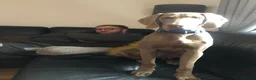 Weimaraner dogs for stud: For stud Ernie  in Oxford - Advert 6