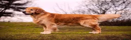 Golden Retriever dogs for sale: Male Golden Retriever puppy  - Advert 5