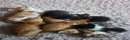 Domestic Shorthair cats for sale: 7 beautiful kittens ! Ready to leave  - Advert 1