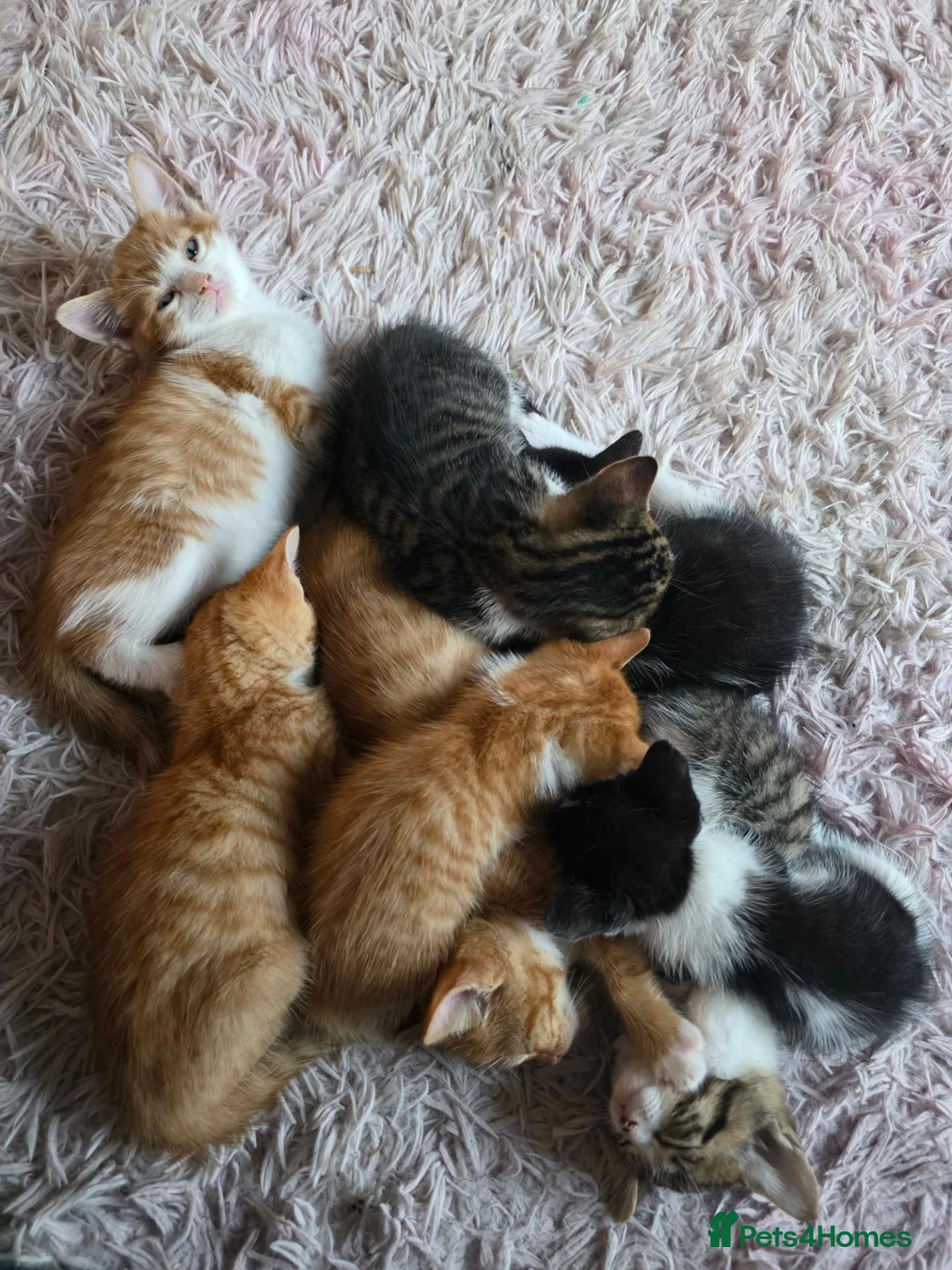 Domestic Shorthair cats for sale: 7 beautiful kittens ! Ready to leave  - Advert 1