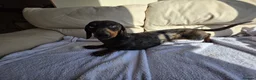 Dachshund dogs for sale: Beautiful boy for sale  - Advert 4