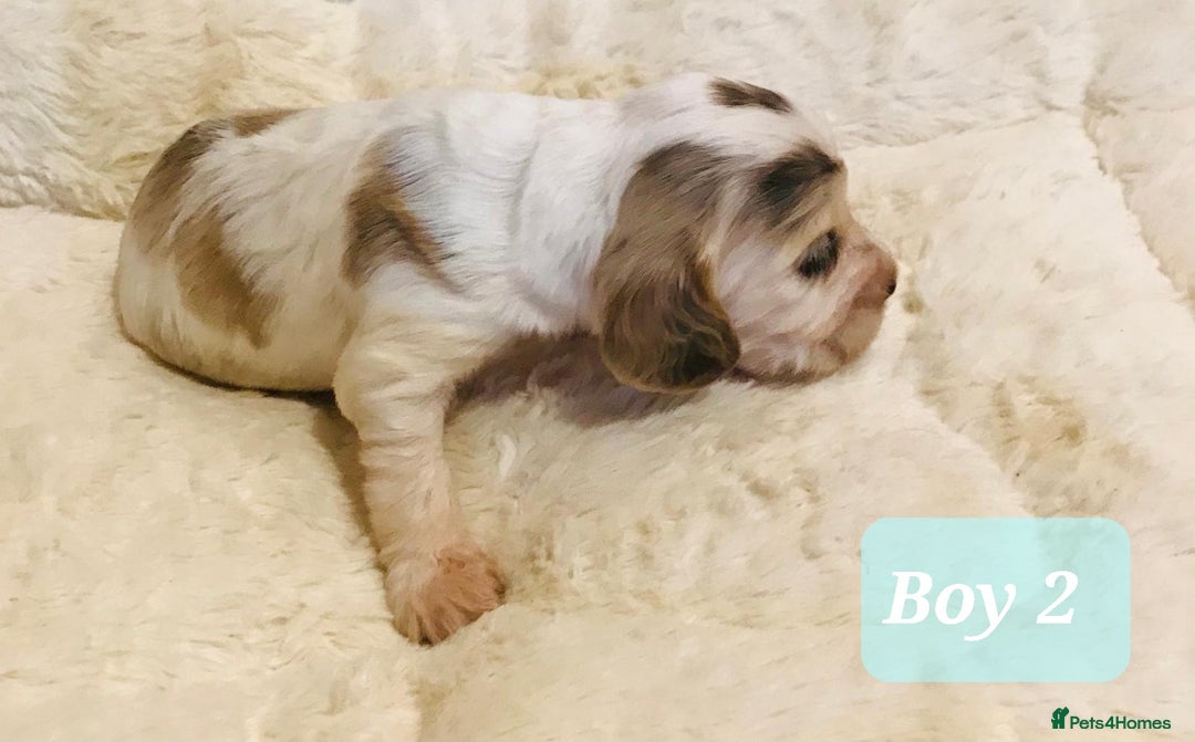 Cocker Spaniel dogs for sale: Show Type Health Tested, KC Reg puppies  - Image 20