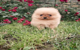Pomeranian dogs for sale: Beautiful 5-Month-Old Pomeranian Girl for Sale  - Image 8