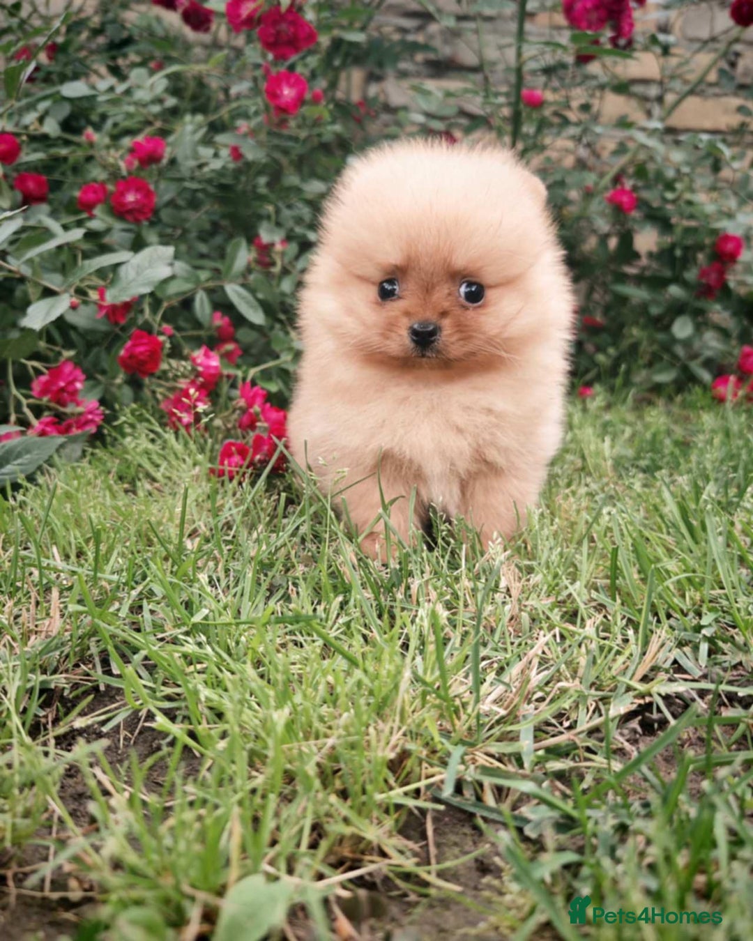 Pomeranian dogs for sale: Beautiful 5-Month-Old Pomeranian Girl for Sale  - Image 8