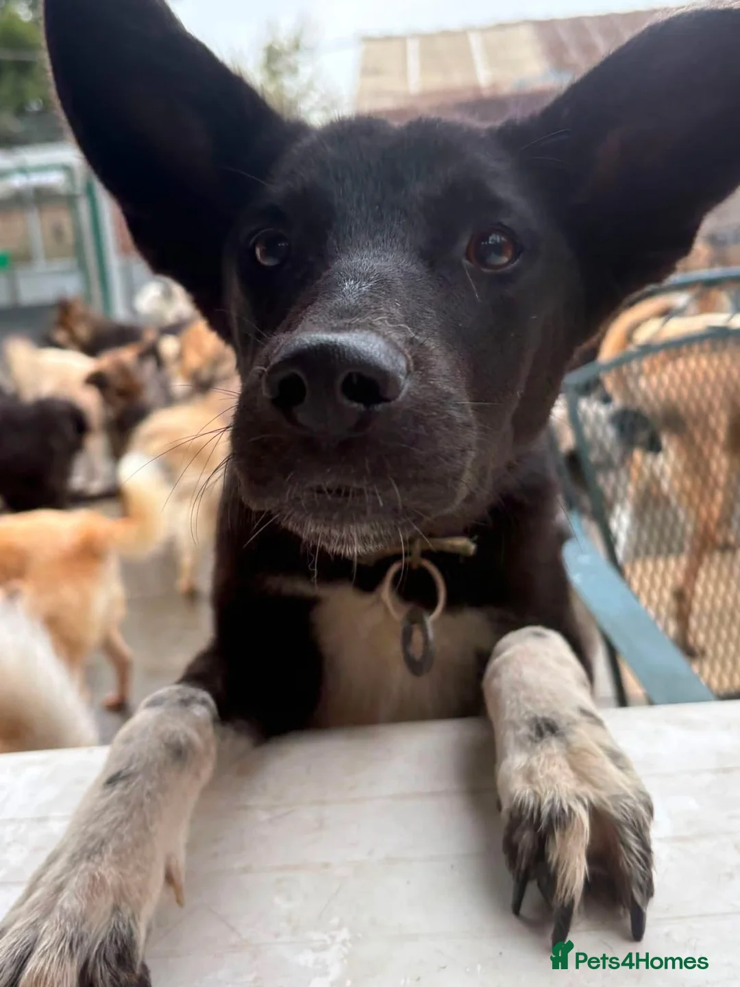 Mixed Breed dogs for adoption: Zora - Norwich Norfolk  in Norwich - Advert 8