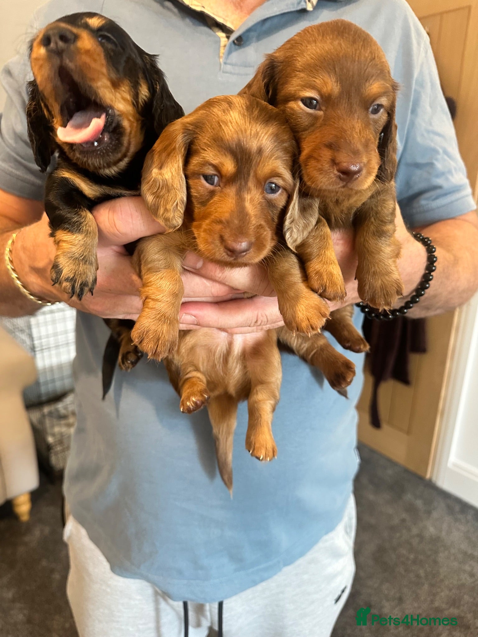 Miniature Dachshund dogs Miniature dachshund dapple - Advert 14