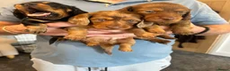Miniature Dachshund dogs for sale: Miniature dachshund dapple in Warrington - Advert 1