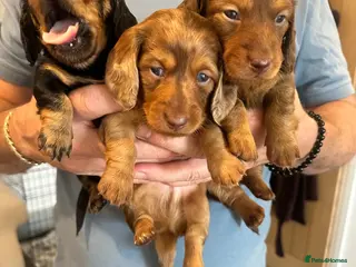 Miniature Dachshund dogs Miniature dachshund dapple - Advert 3