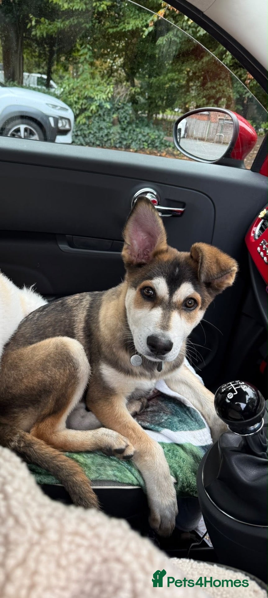 Shepsky dogs for sale: German shepherd X husky - Advert 3