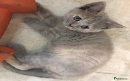 British Shorthair cats for sale: Stunning fluffy kittens  - Image 35