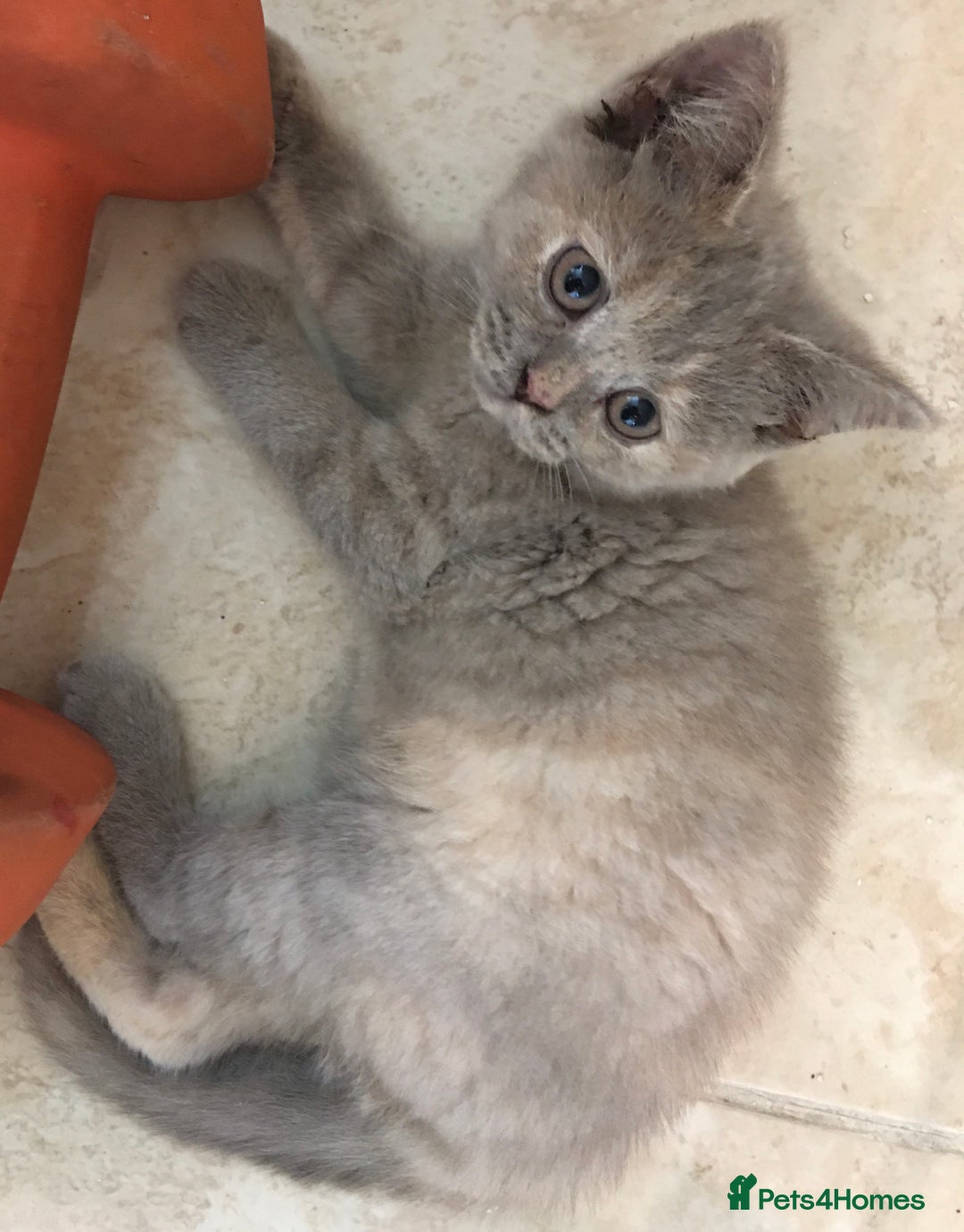 British Shorthair cats for sale: Stunning fluffy kittens  - Image 35