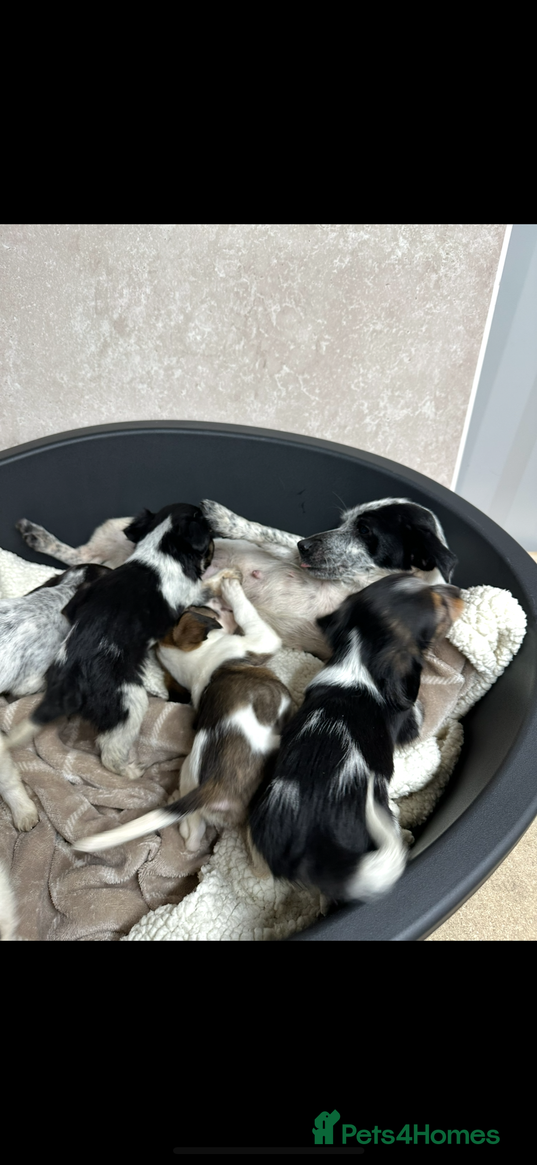 Jack Russell dogs for sale: Miniature jack russel pups - Advert 9