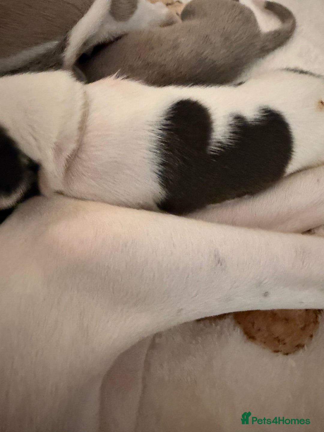 Whippet dogs for sale: Whippets  - Advert 37