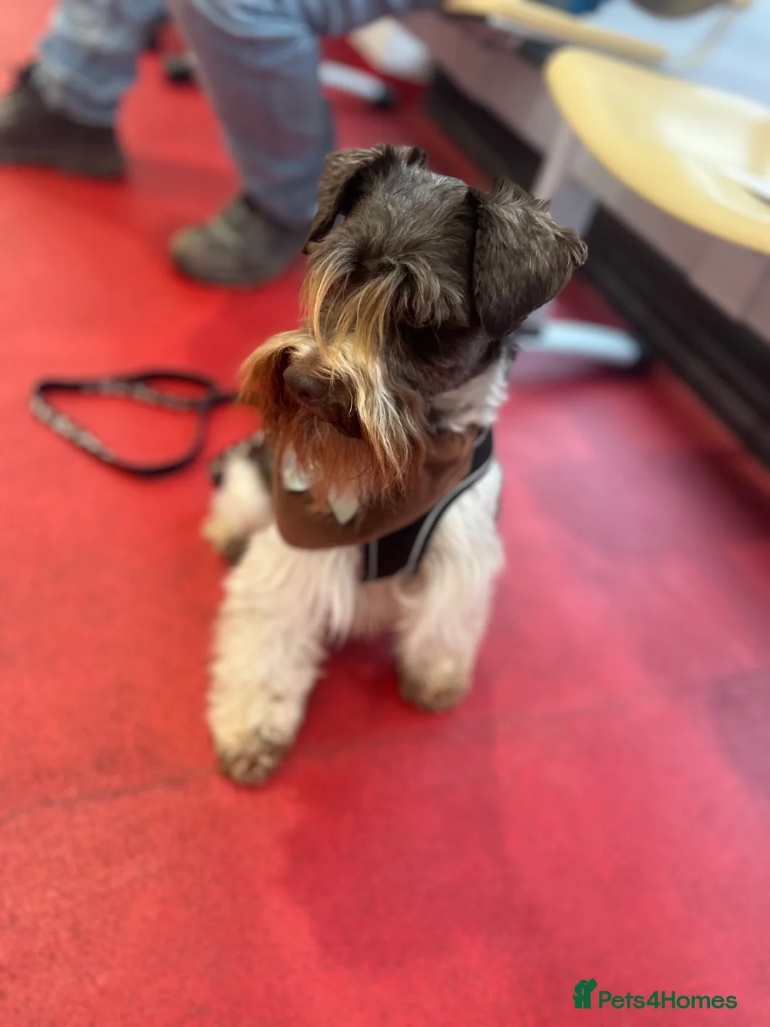 Poodle dogs for stud: KC CHOCOLATE AND WHITE SCHNAUZER STUD MAC +BVA 👍 in Coventry - Advert 3