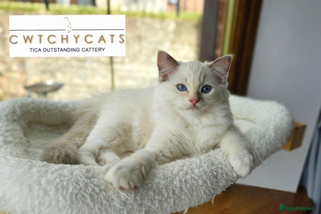 Ragdoll cats for sale: Top Quality, Tica Reg Kittens from Euro / US Lines - Image 11