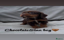 Cocker Spaniel dogs for sale: Cocker spaniel puppies for sale - Image 8