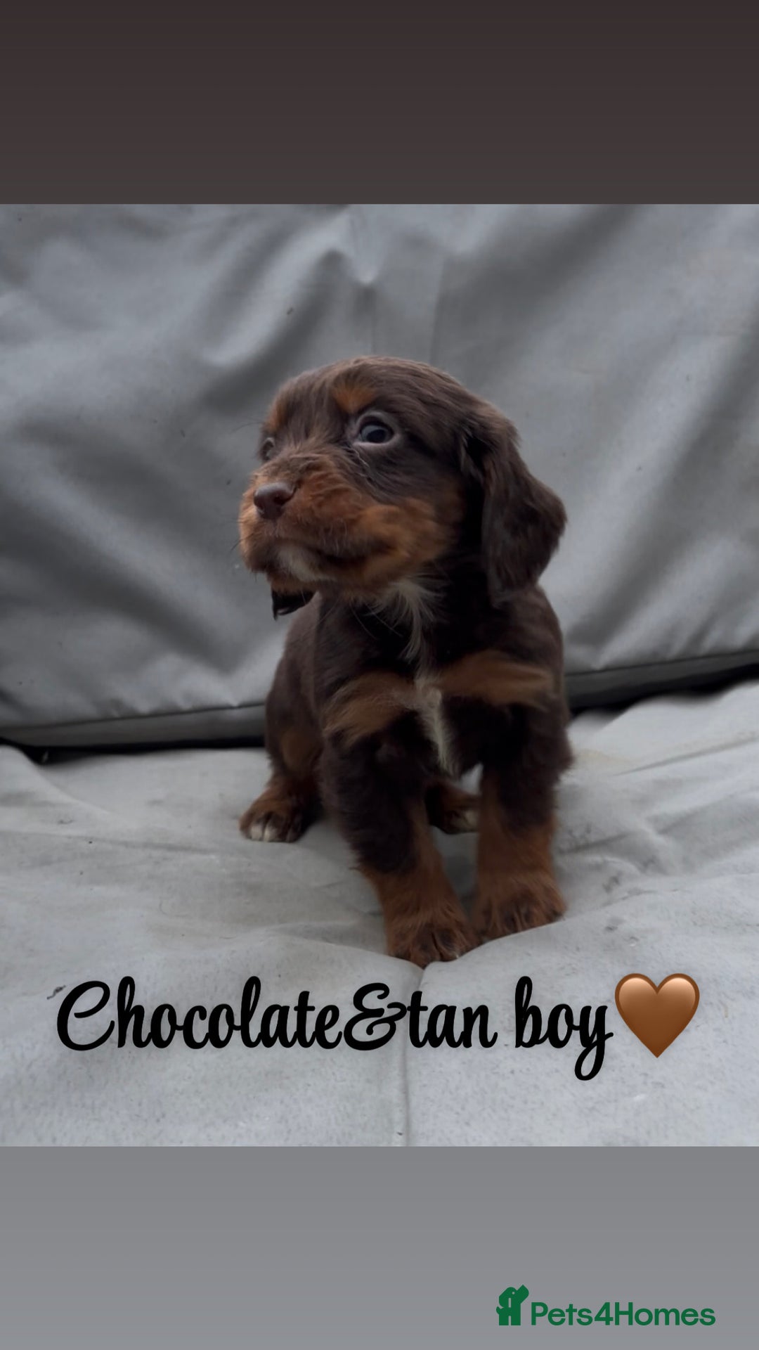 Cocker Spaniel dogs for sale: Cocker spaniel puppies for sale - Image 8