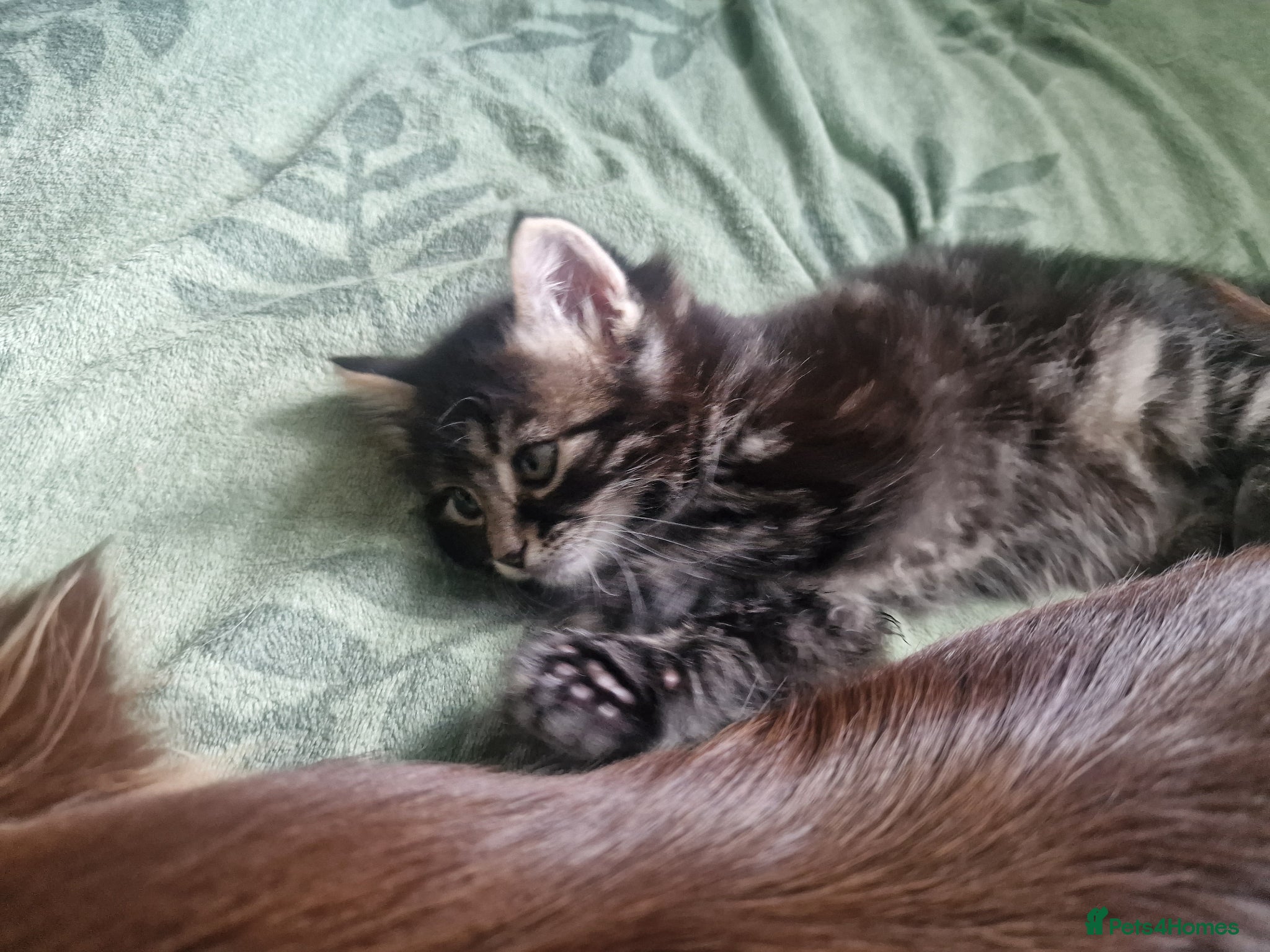 Mixed Breed cats for sale: Cute male kitten looking for his family - Advert 5