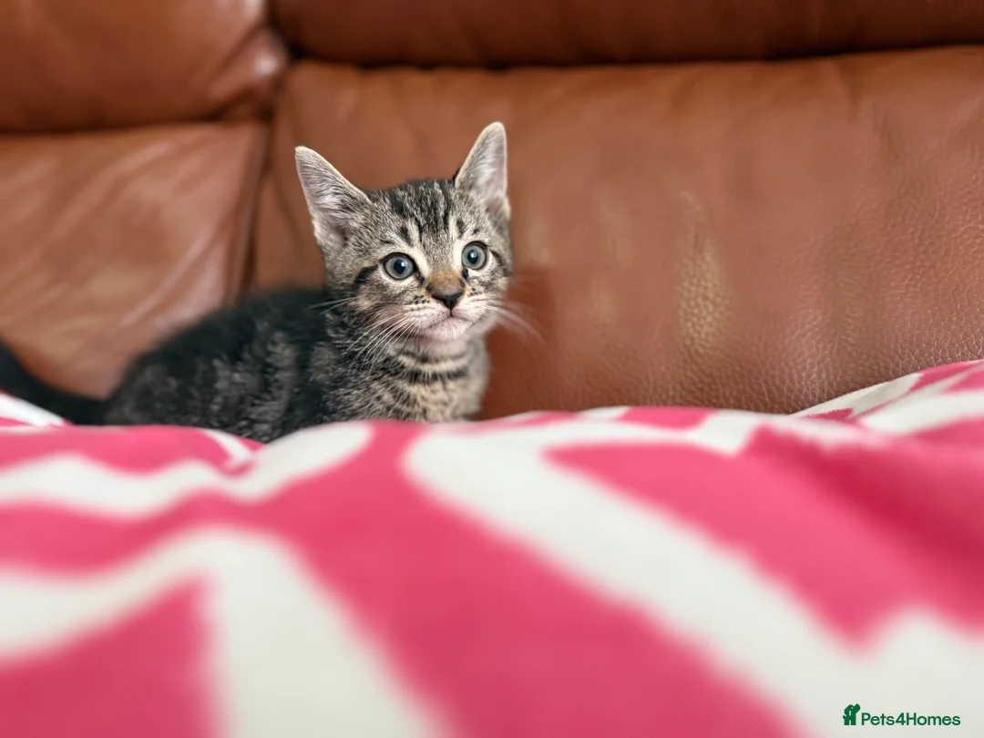 Mixed Breed cats for sale: Mixed Bengal and tabby cats  - Advert 24