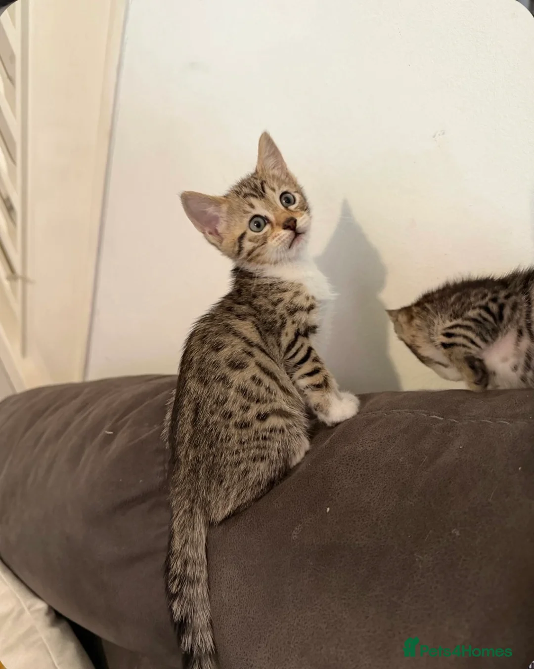 Bengal cats for sale: 2 Stunning Bengal Kittens Left  - Advert 3