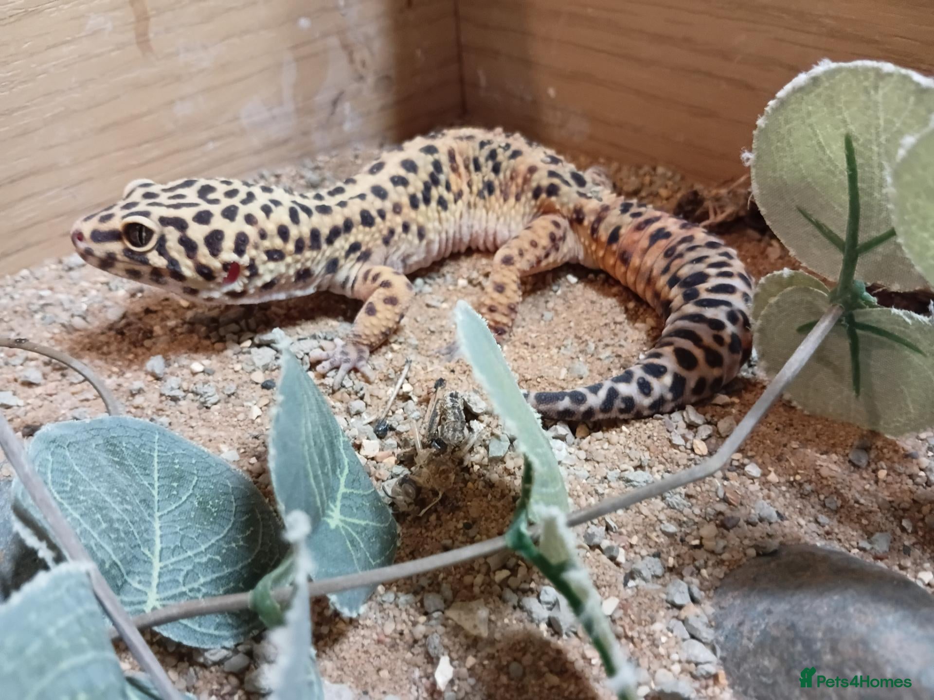 Leopard Gecko reptiles Leopard gecko and viv - Advert 2