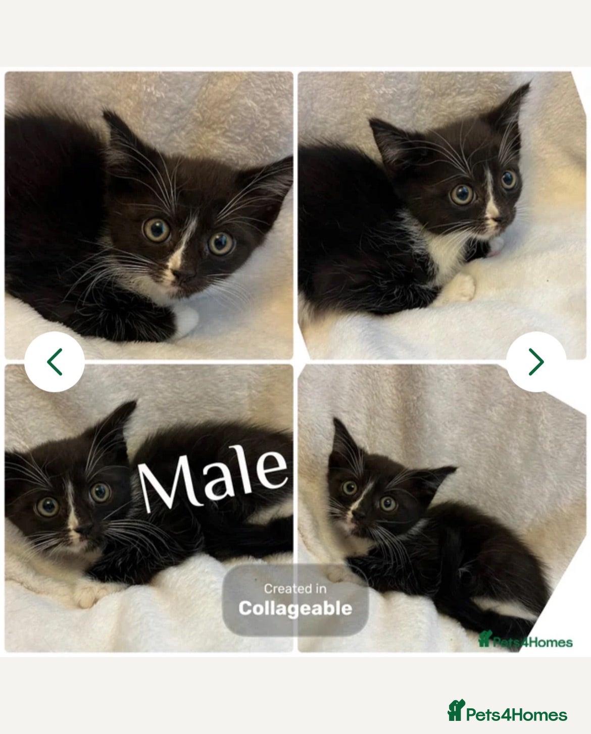 Mixed Breed cats 1 Remaining Kittens Ready For Loving Homes - Advert 14