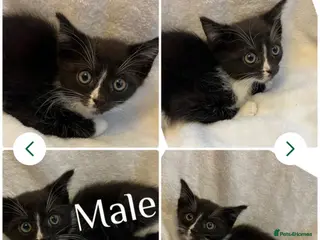 Mixed Breed cats 1 Remaining Kittens Ready For Loving Homes - Advert 1