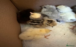 Chickens poultry for sale: Chicks silkie polish pekin hybrids pure breeds  - Image 6