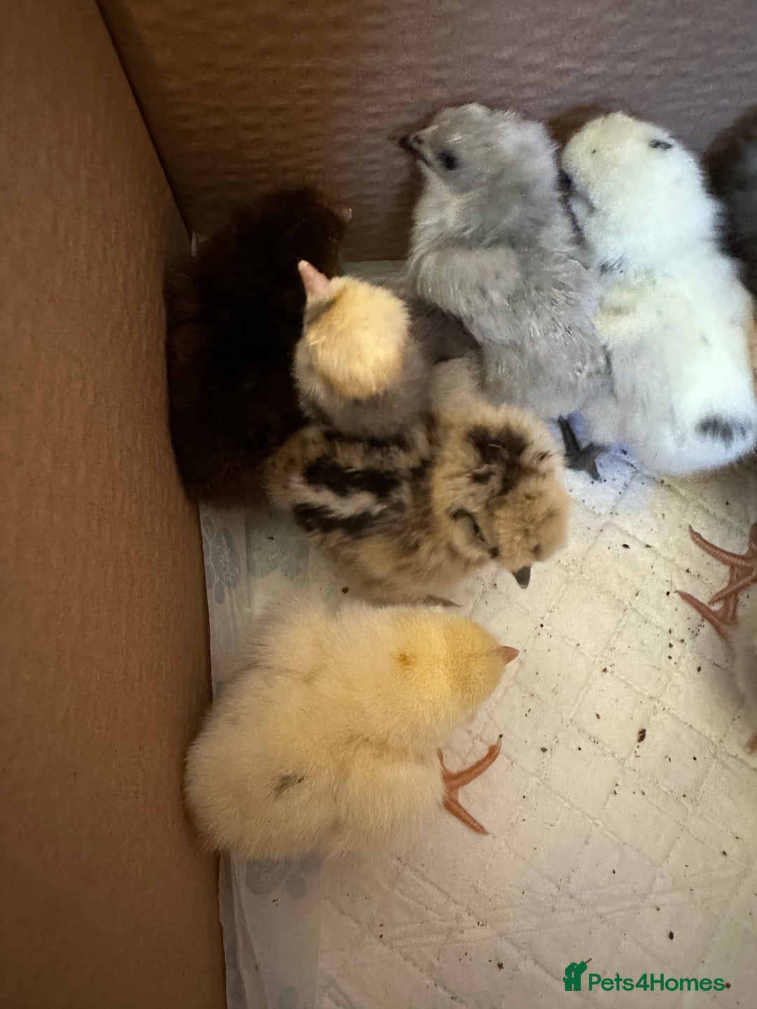 Chickens poultry for sale: Chicks silkie polish pekin hybrids pure breeds  - Image 6