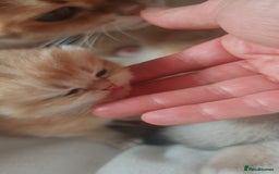 British Shorthair cats for sale: Stunning cute BSH golden black kitten female - Image 8