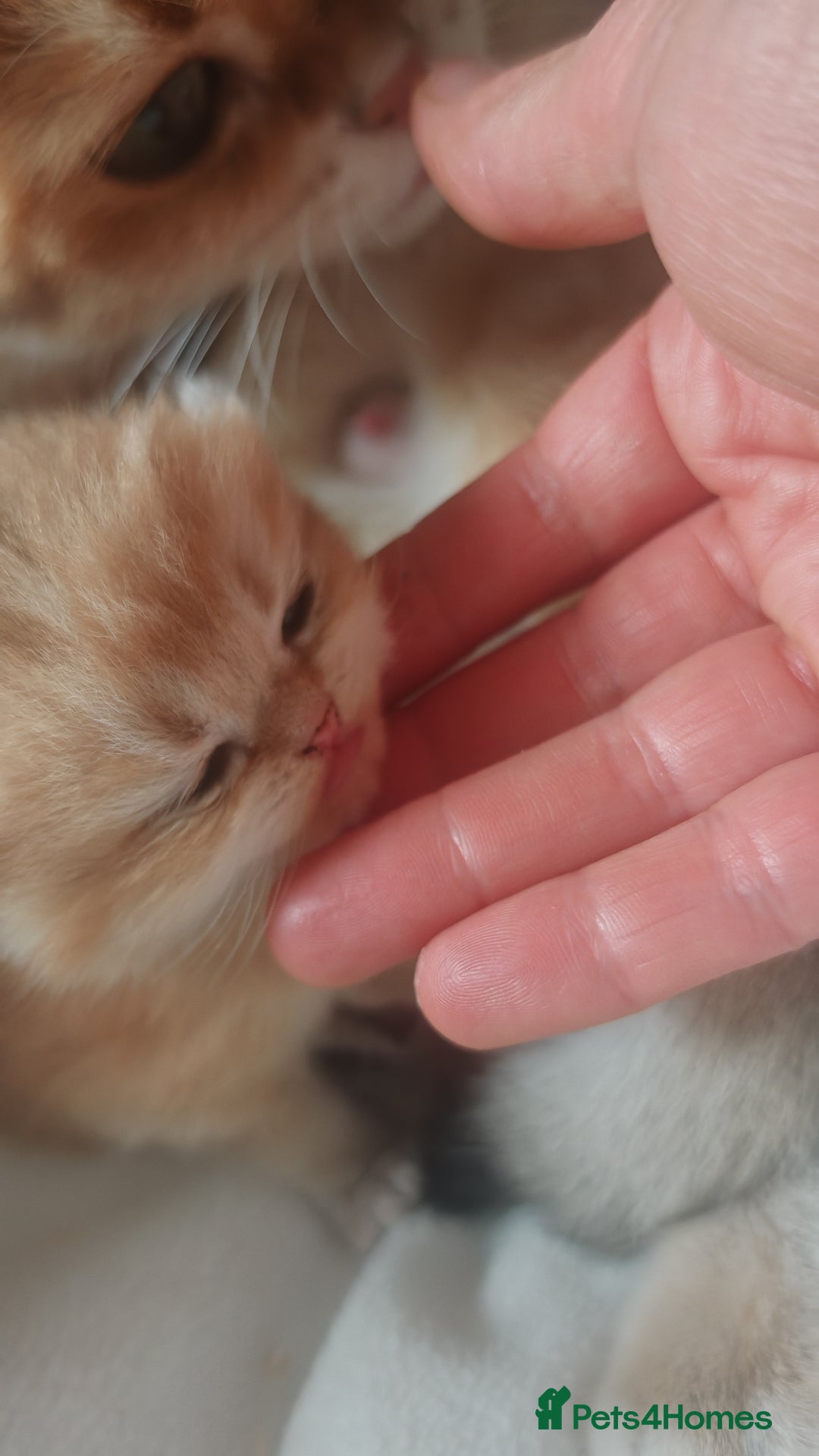 British Shorthair cats for sale: Stunning cute BSH golden black kitten female - Image 8