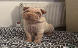 Shar Pei dogs for sale: Sharpei Puppies available  - Image 11