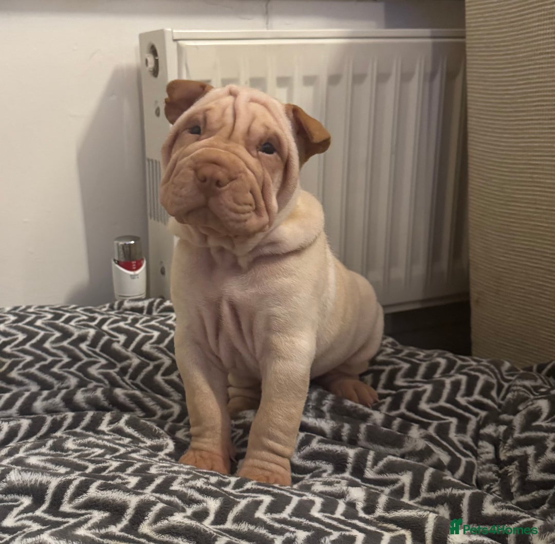 Shar Pei dogs for sale: Sharpei Puppies available  - Image 11