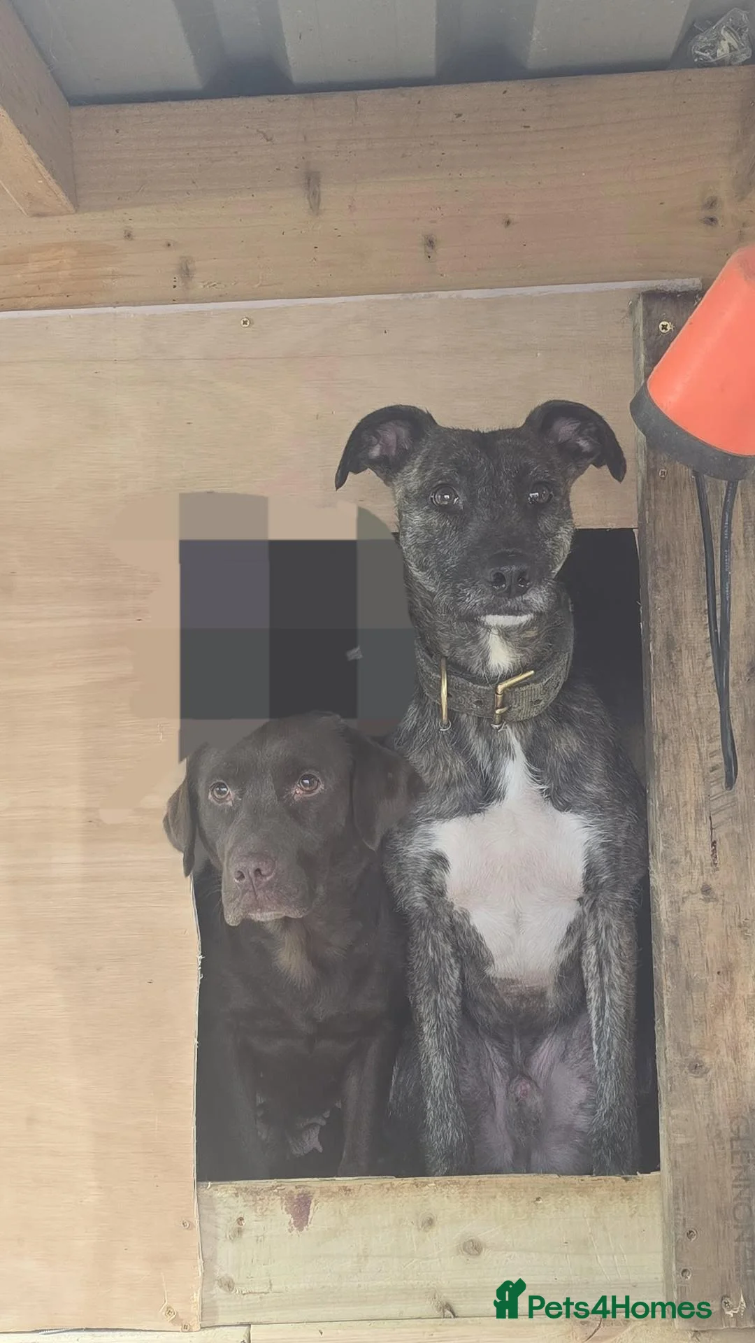 Mixed Breed dogs for sale: Labrador x lurcher - Advert 2