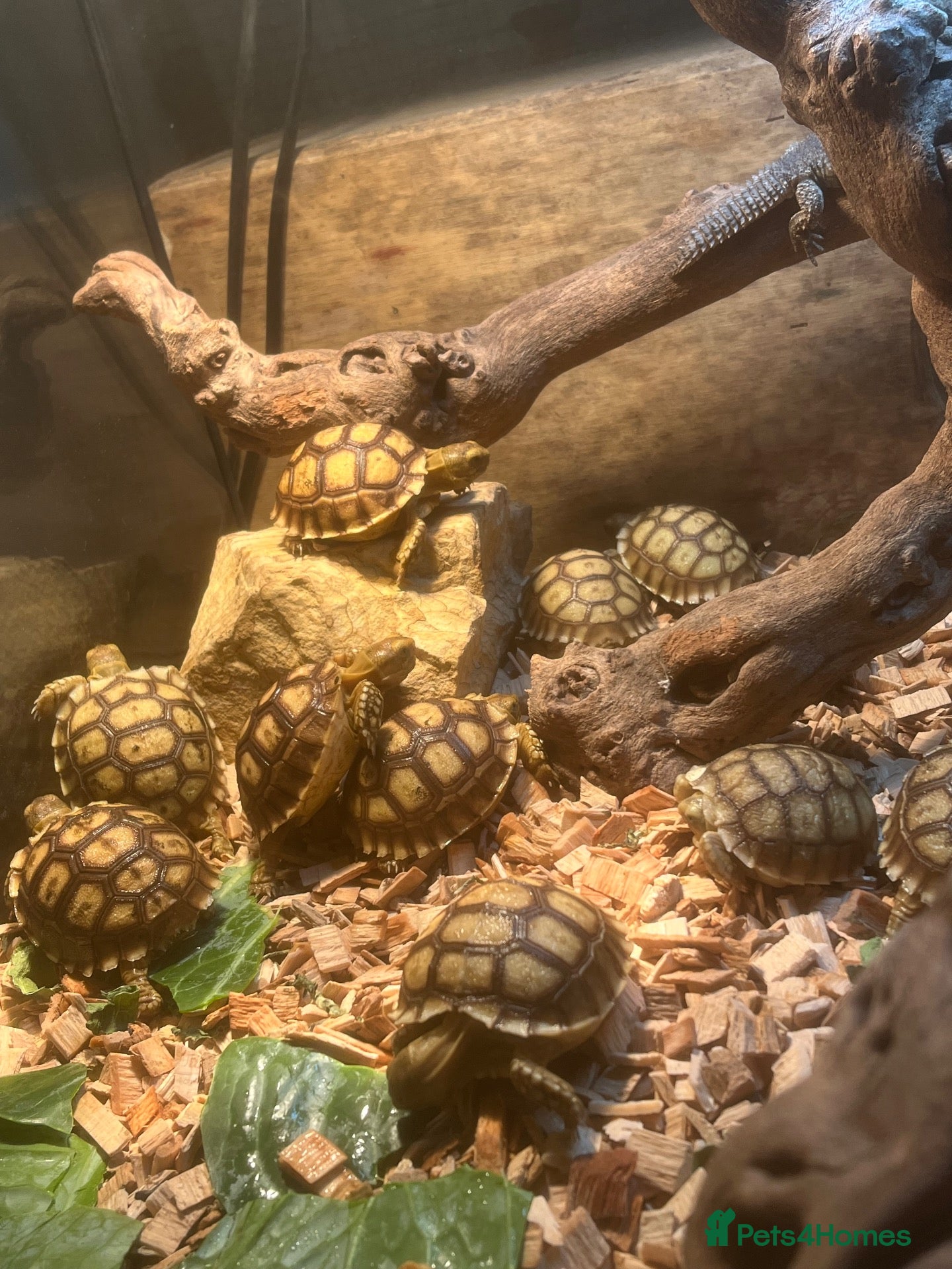 Tortoise reptiles 11 Baby sulcata tortoise reduced price for 2days! - Advert 2