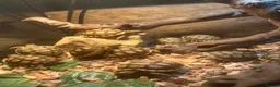Tortoise reptiles for sale: 11 Baby sulcata tortoise   - Advert 1
