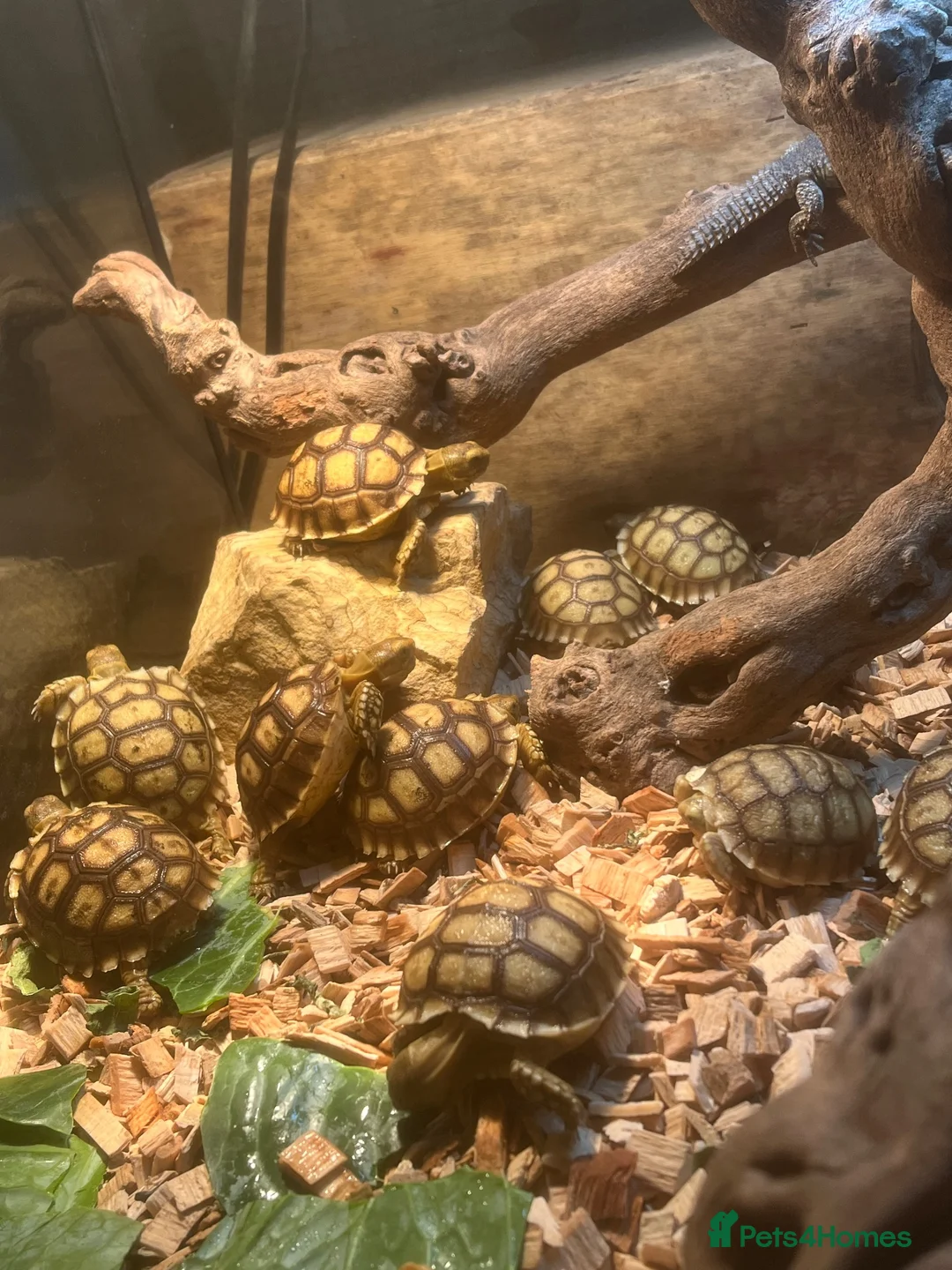 Tortoise reptiles for sale: 11 Baby sulcata tortoise   - Advert 1