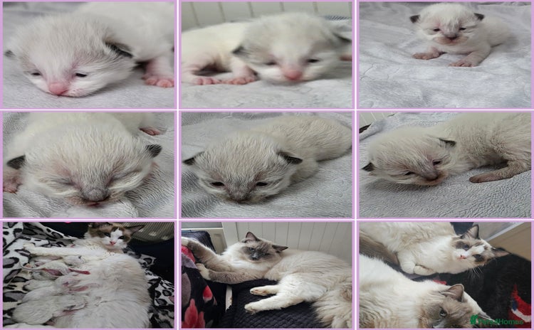 Ragdoll cats - Advert 16