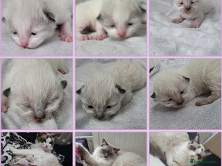 Ragdoll cats - Advert 9