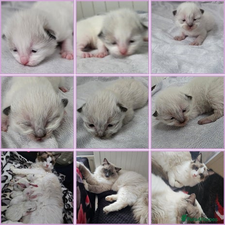 Ragdoll cats - Advert 15