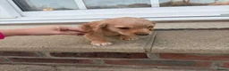 Cocker Spaniel dogs for sale: Beautiful cocker spaniels  in Chichester - Advert 6